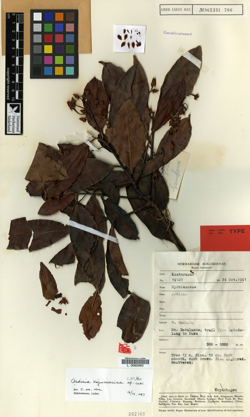 Ardisia kajumarina