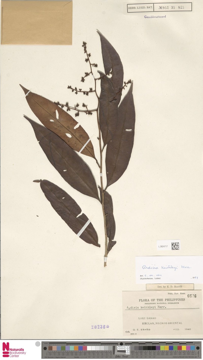 Ardisia keithleyi photo 2