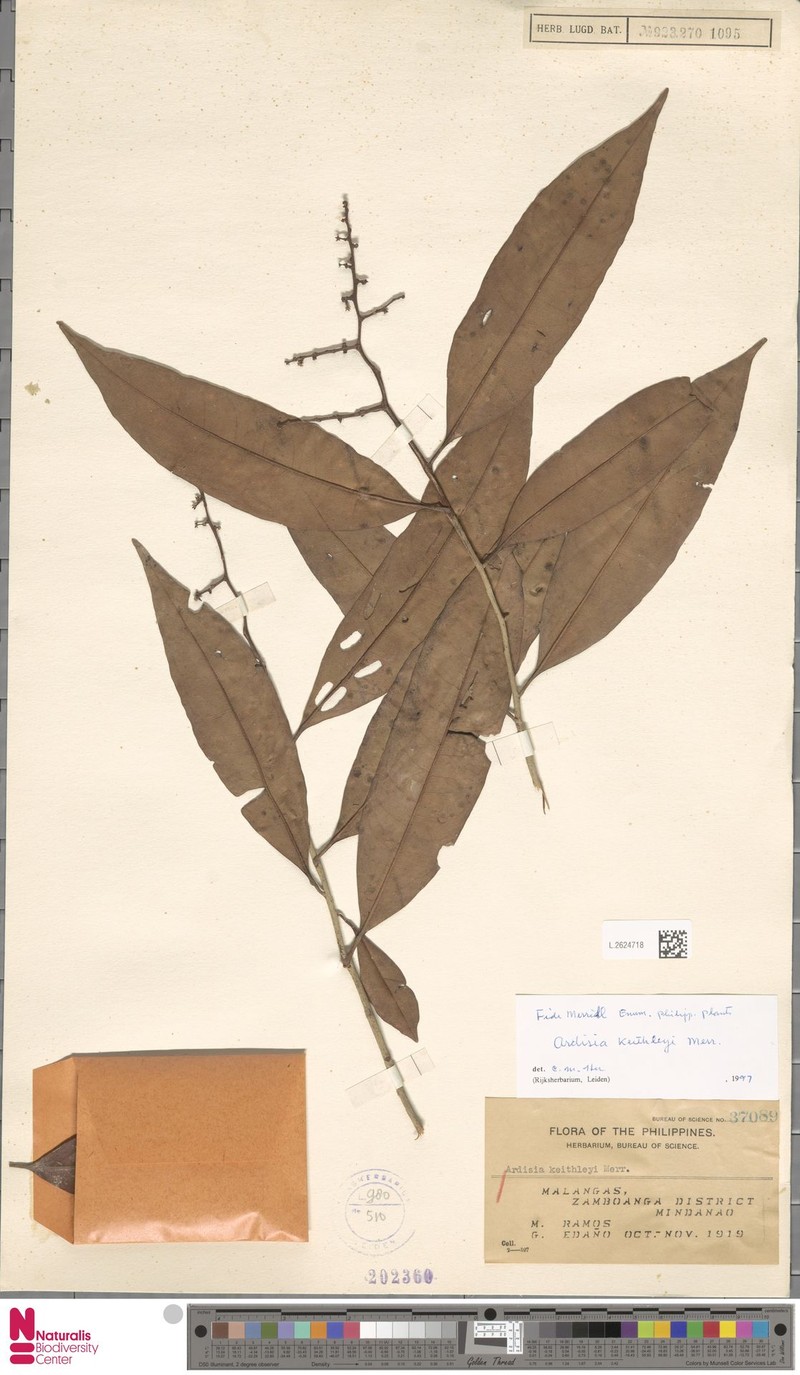 Ardisia keithleyi photo 3