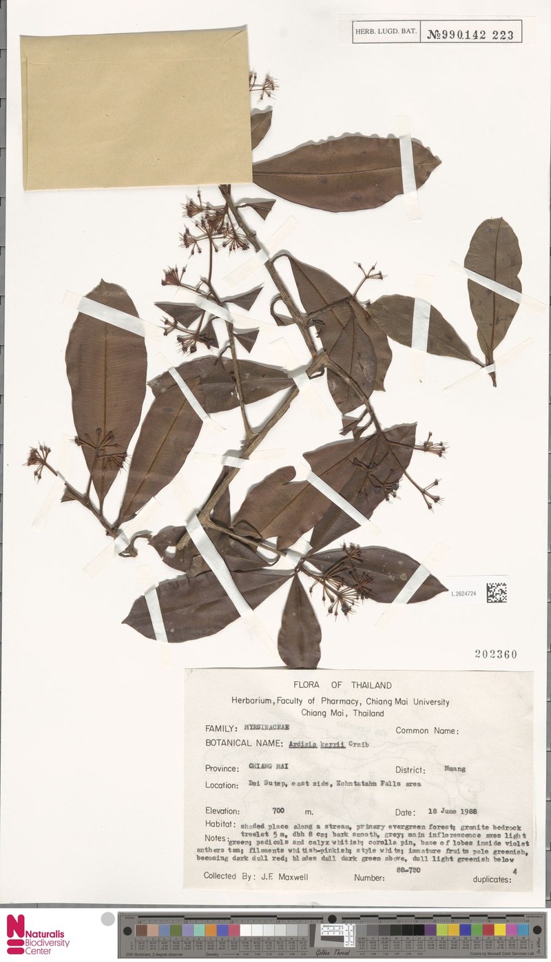 Ardisia kerrii