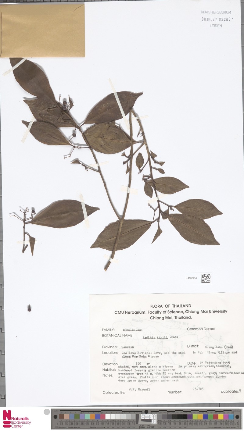 Ardisia kerrii photo 2