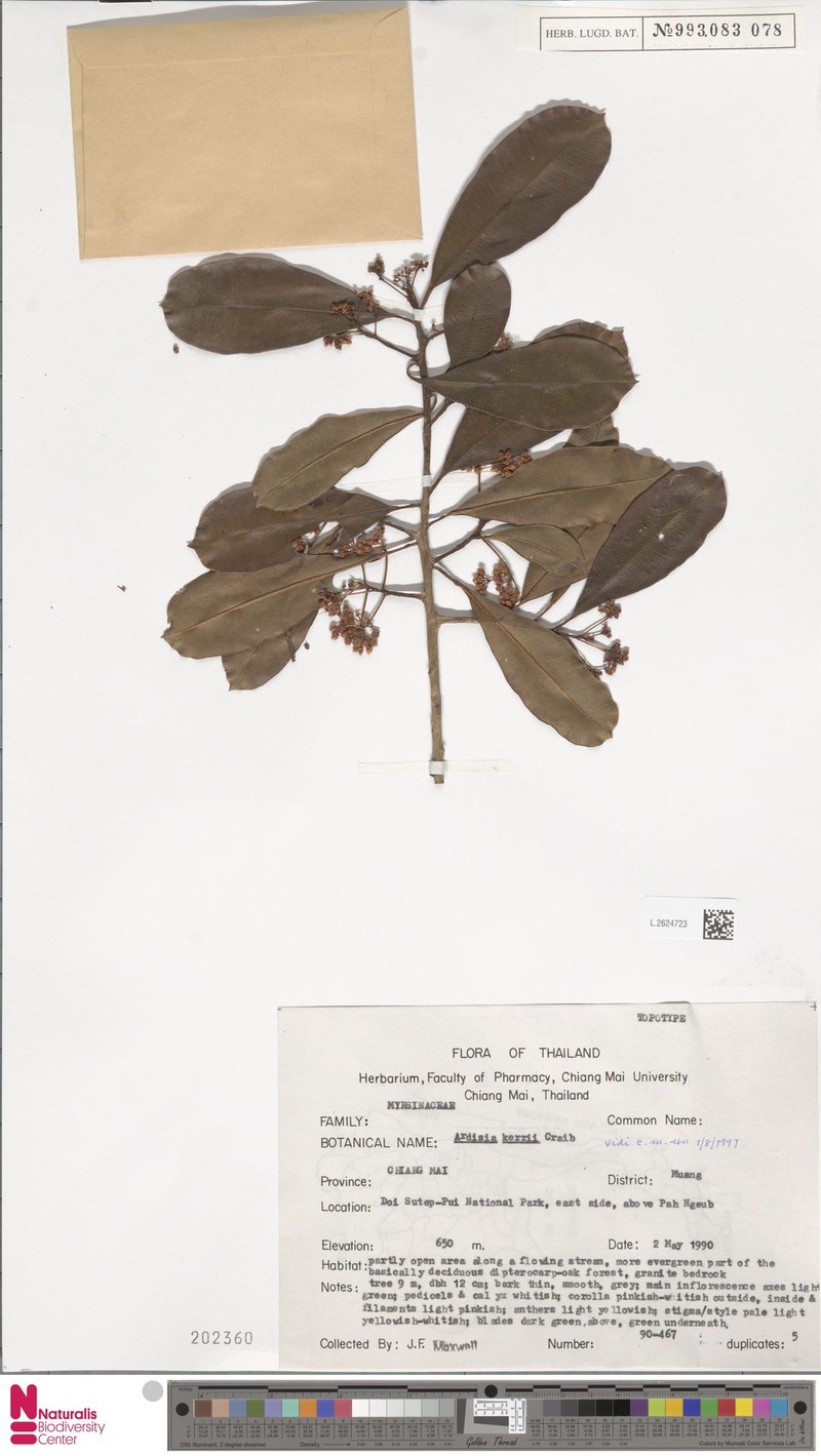 Ardisia kerrii photo 3