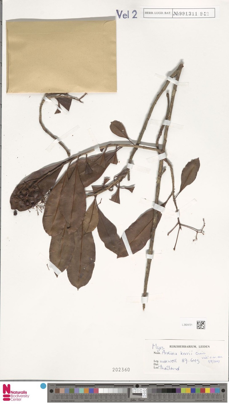 Ardisia kerrii photo 5