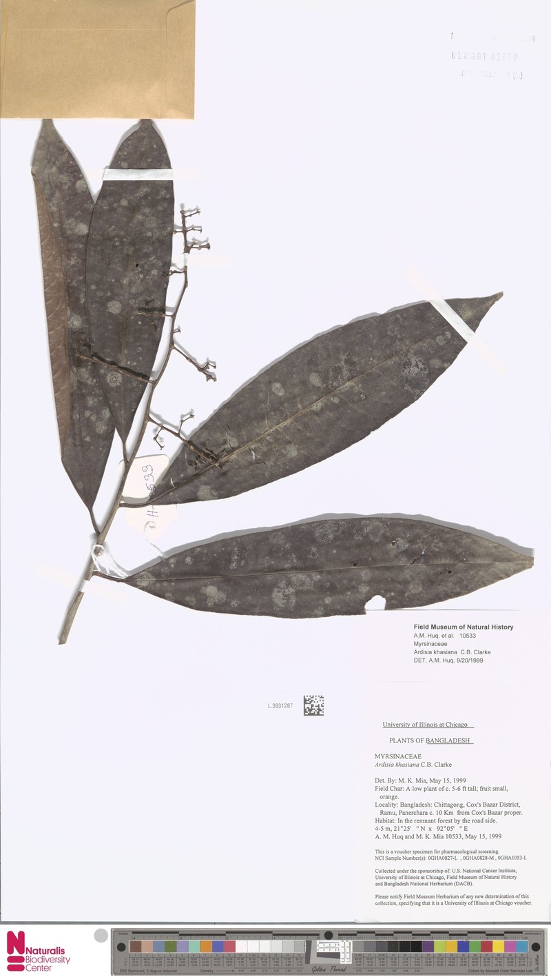 Ardisia khasiana