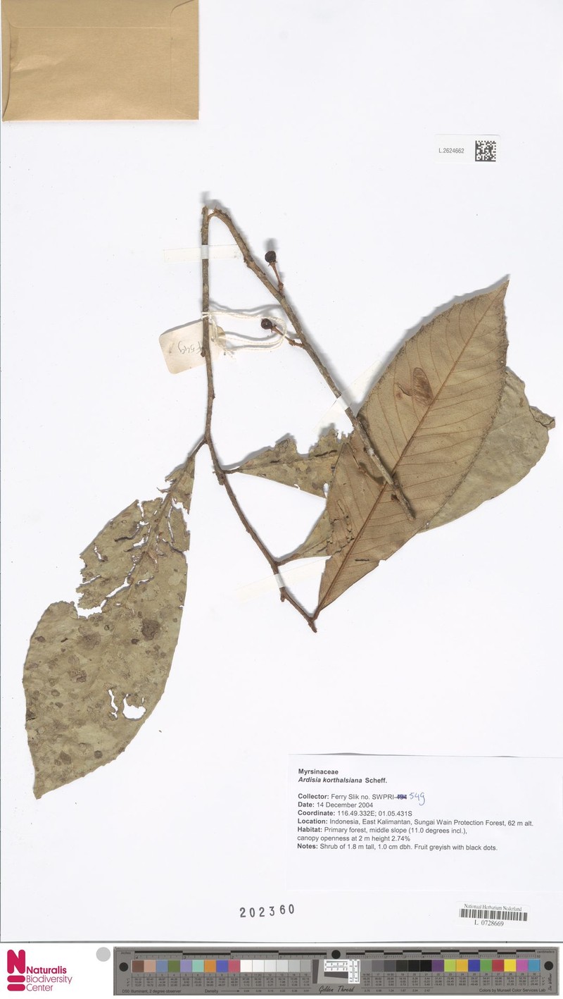 Ardisia korthalsiana