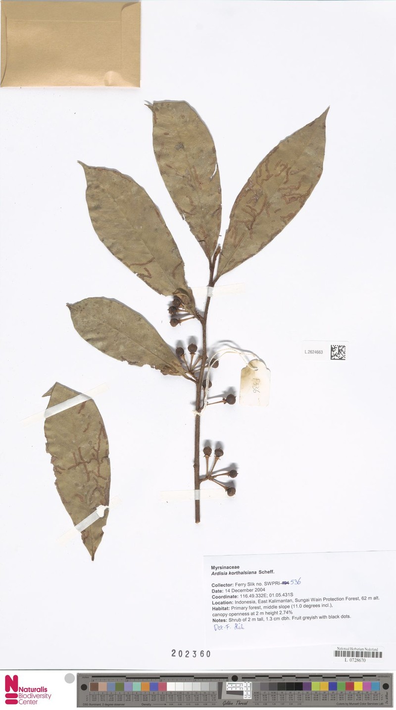 Ardisia korthalsiana photo 2