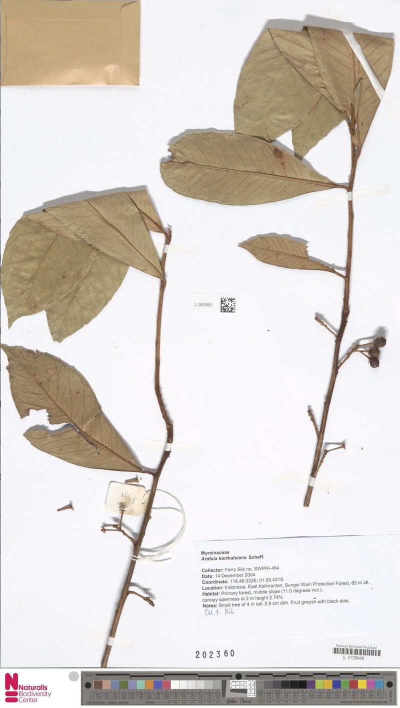 Ardisia korthalsiana photo 3