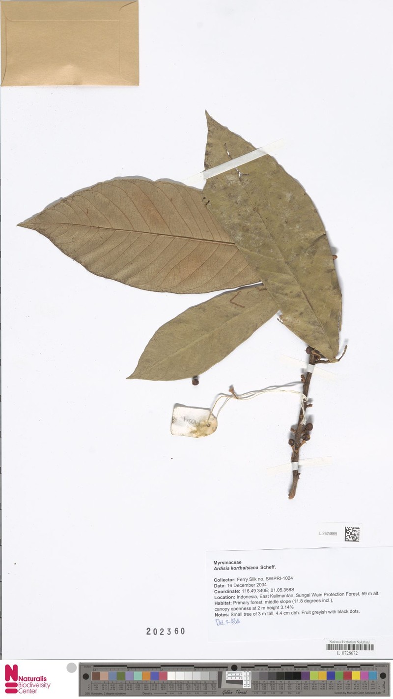 Ardisia korthalsiana photo 4