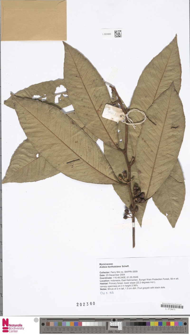 Ardisia korthalsiana photo 5
