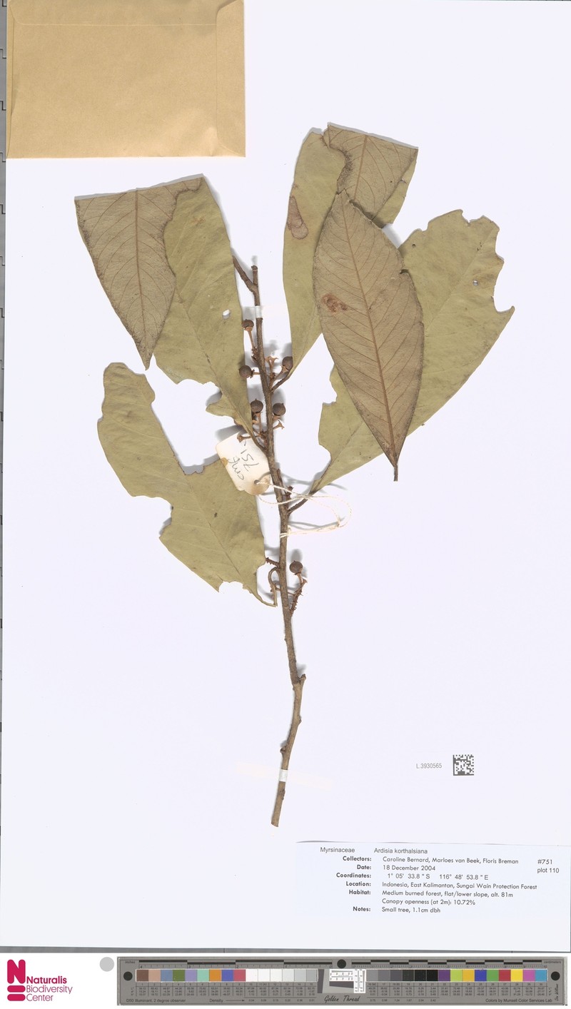 Ardisia korthalsiana photo 6