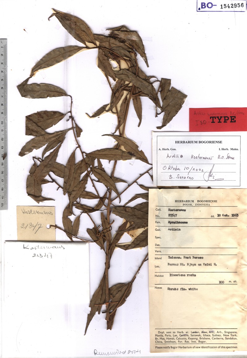Ardisia kostermansii