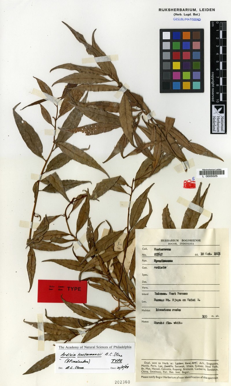 Ardisia kostermansii photo 2