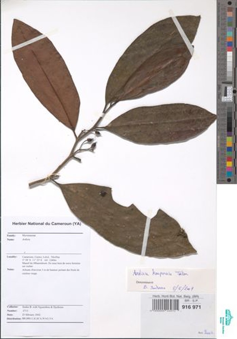 Ardisia koupensis