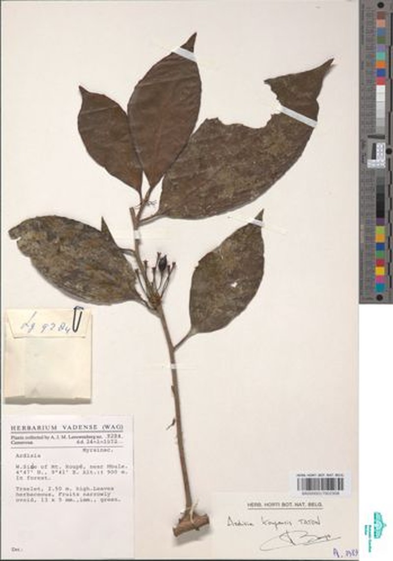 Ardisia koupensis photo 2