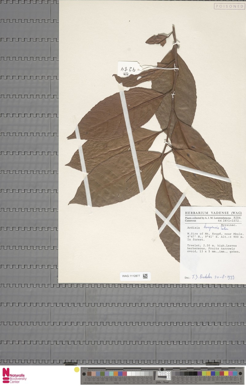 Ardisia koupensis photo 3