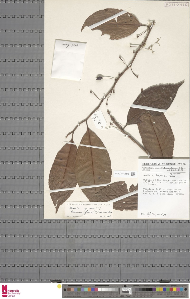 Ardisia koupensis photo 4