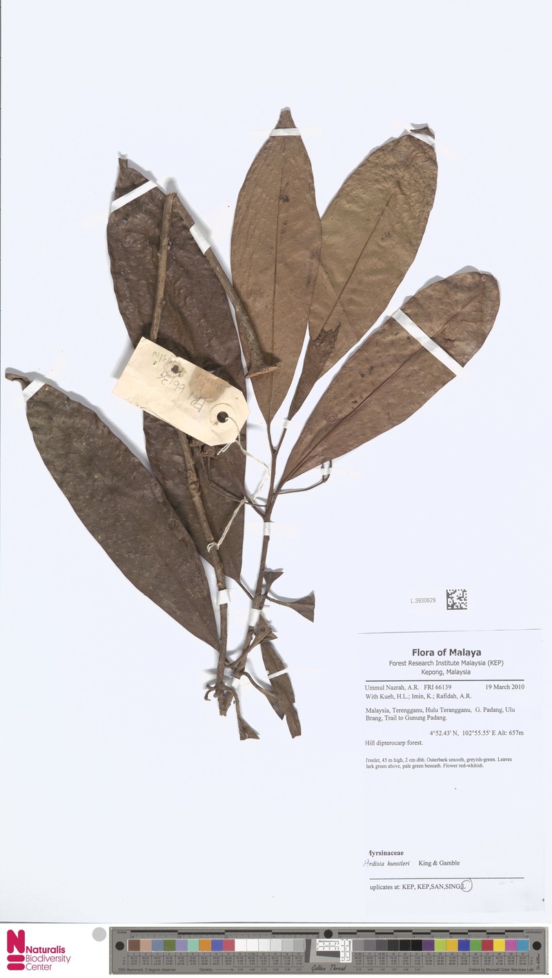 Ardisia kunstleri