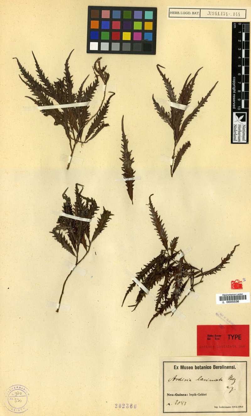Ardisia laciniata