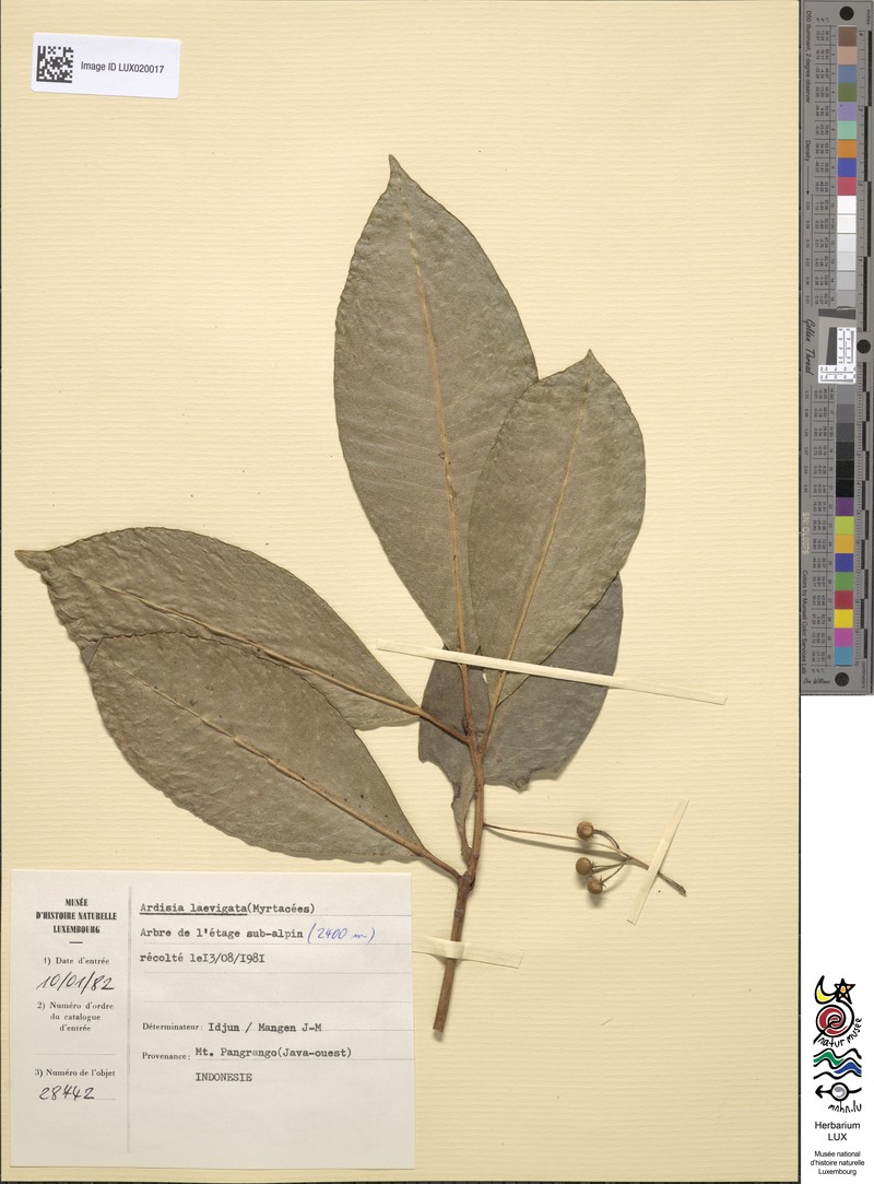 Ardisia laevigata