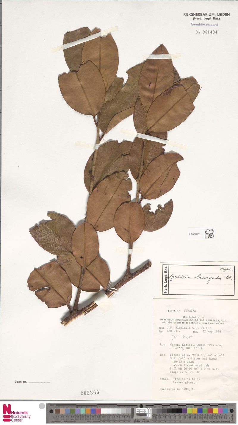 Ardisia laevigata photo 2
