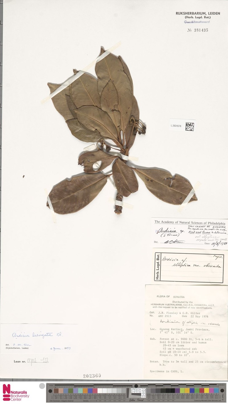 Ardisia laevigata photo 3