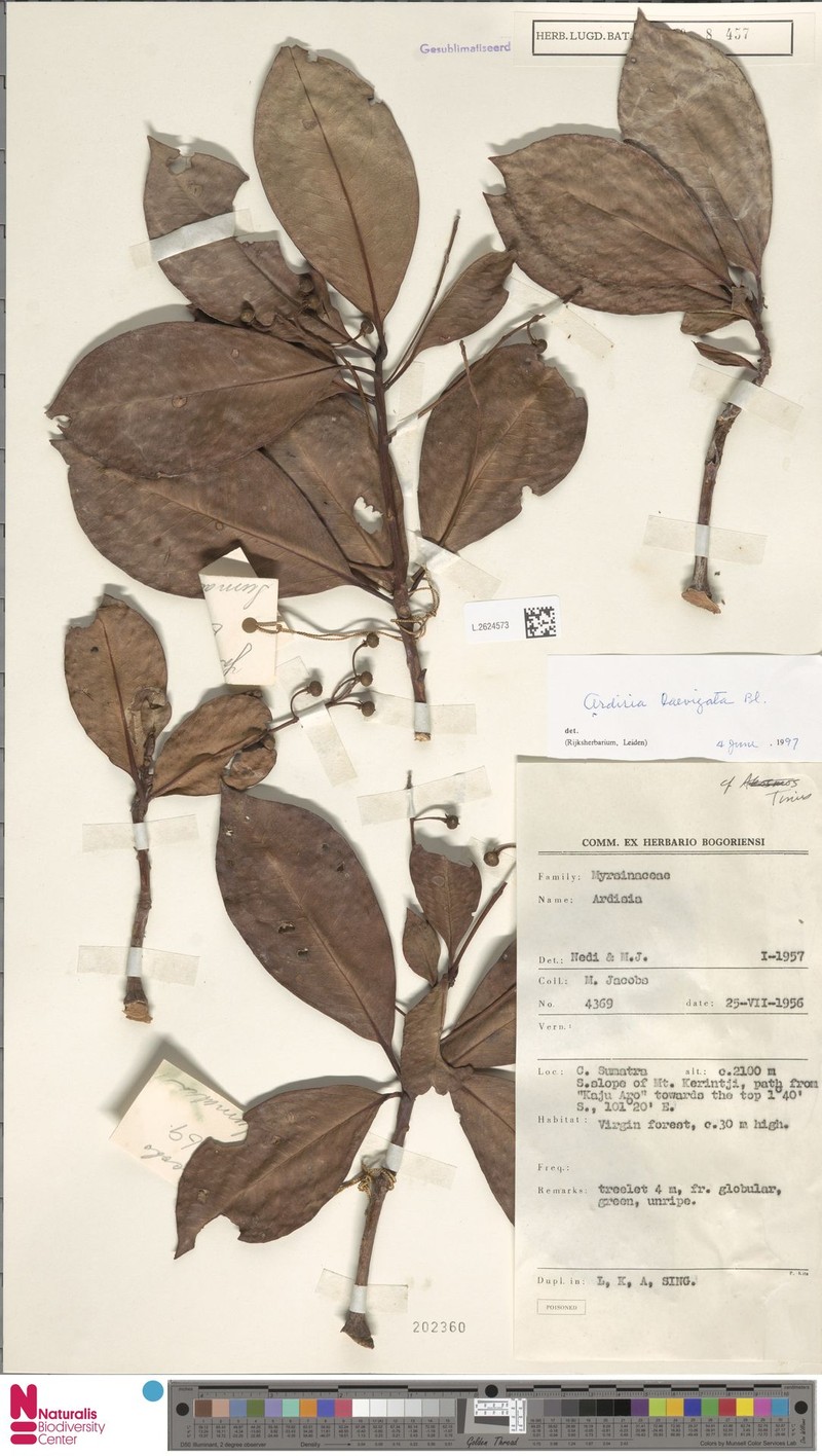 Ardisia laevigata photo 4