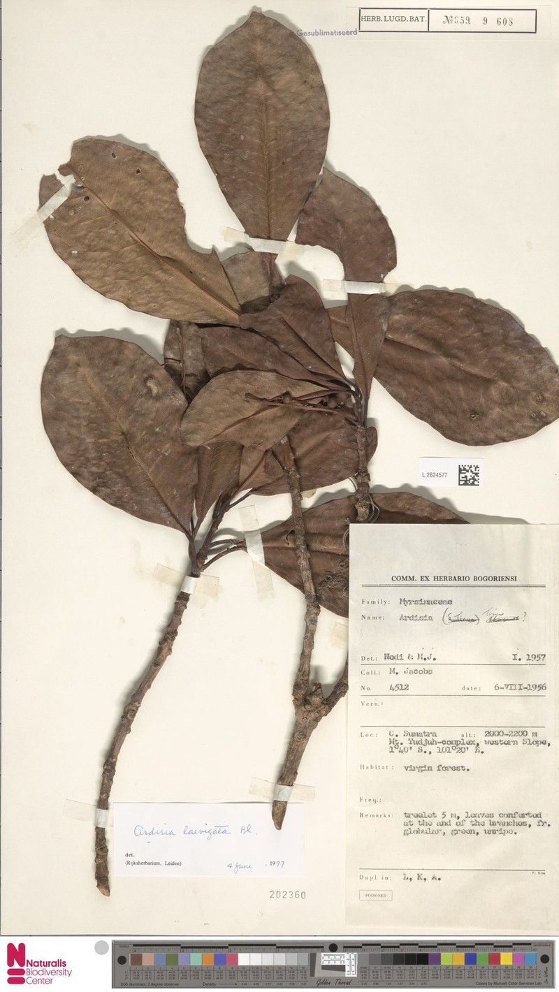 Ardisia laevigata photo 6