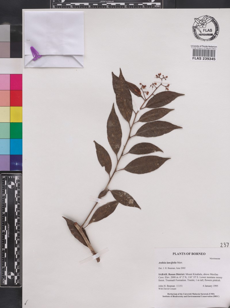 Ardisia lancifolia