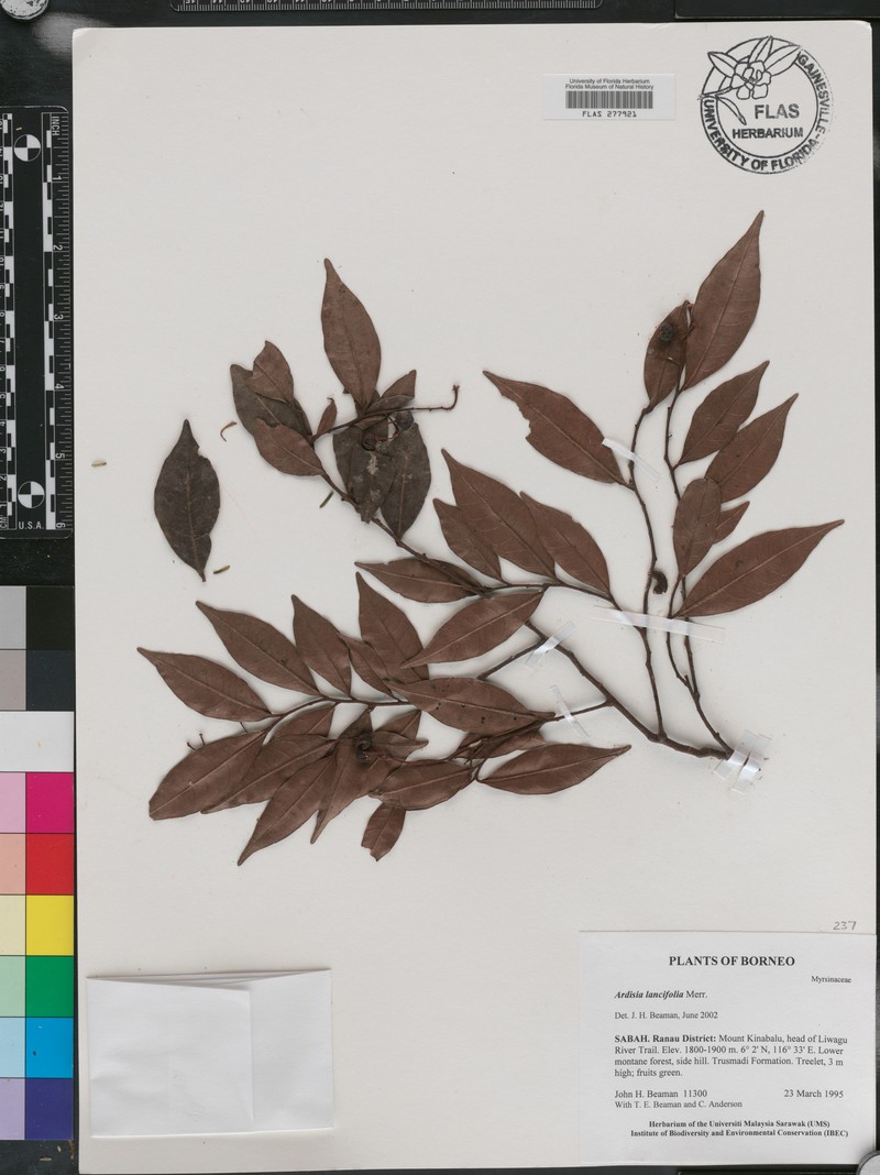 Ardisia lancifolia photo 2