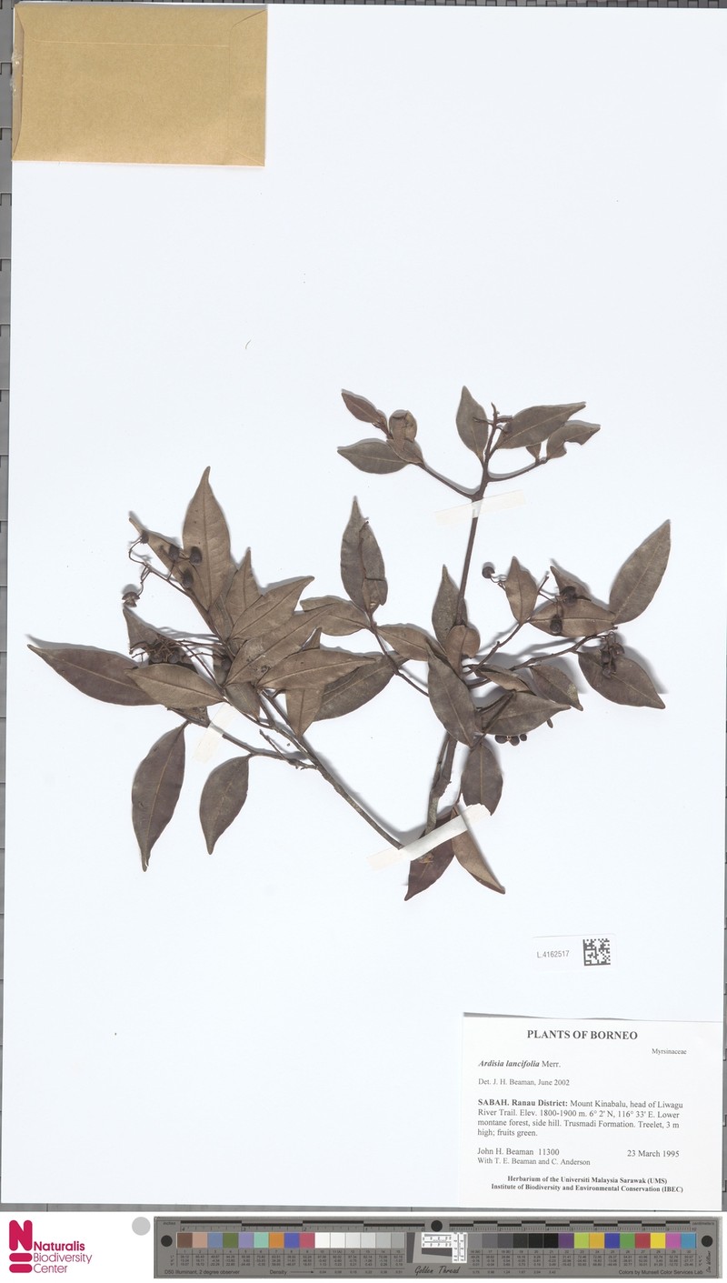 Ardisia lancifolia photo 3