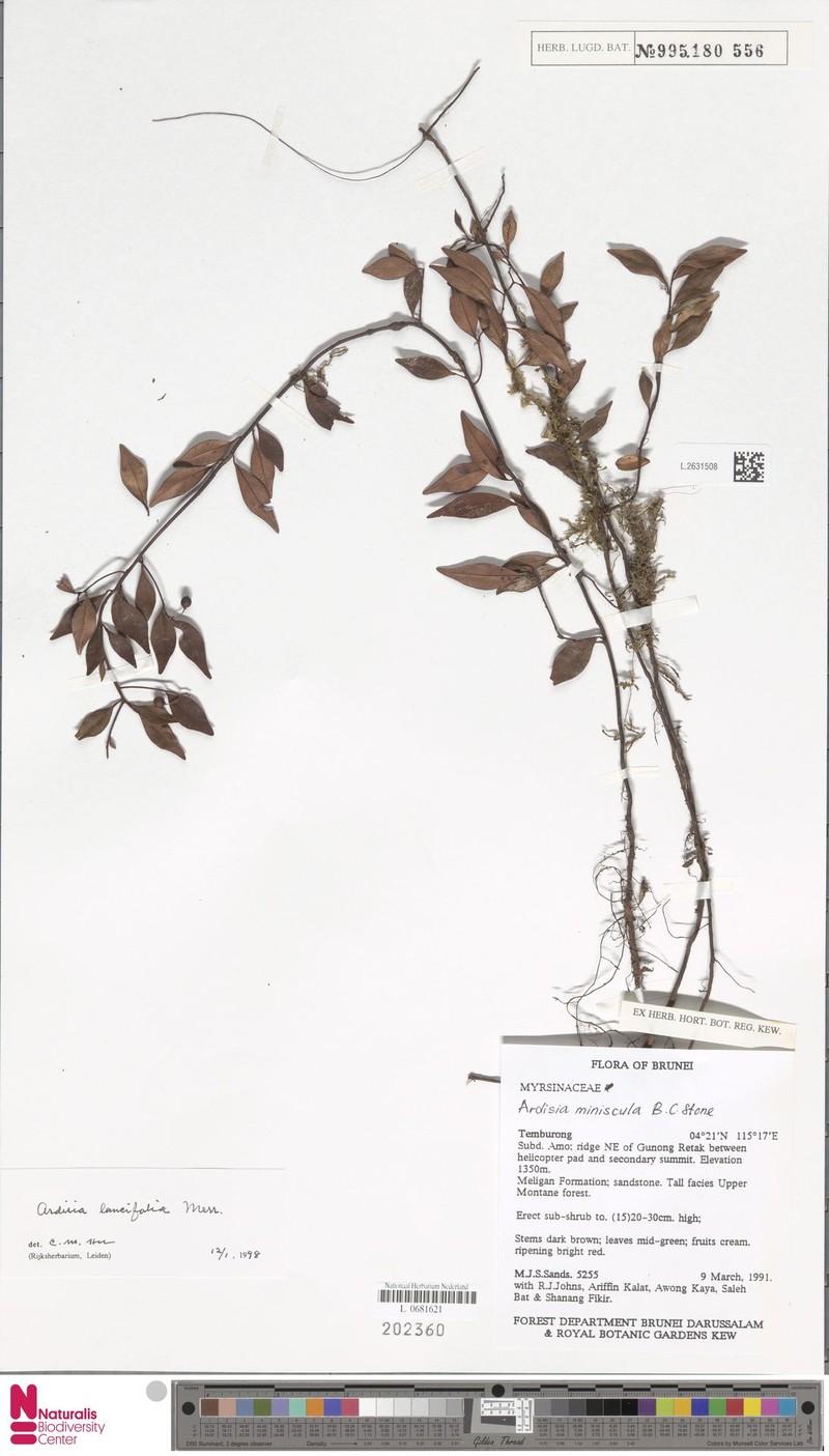 Ardisia lancifolia photo 4