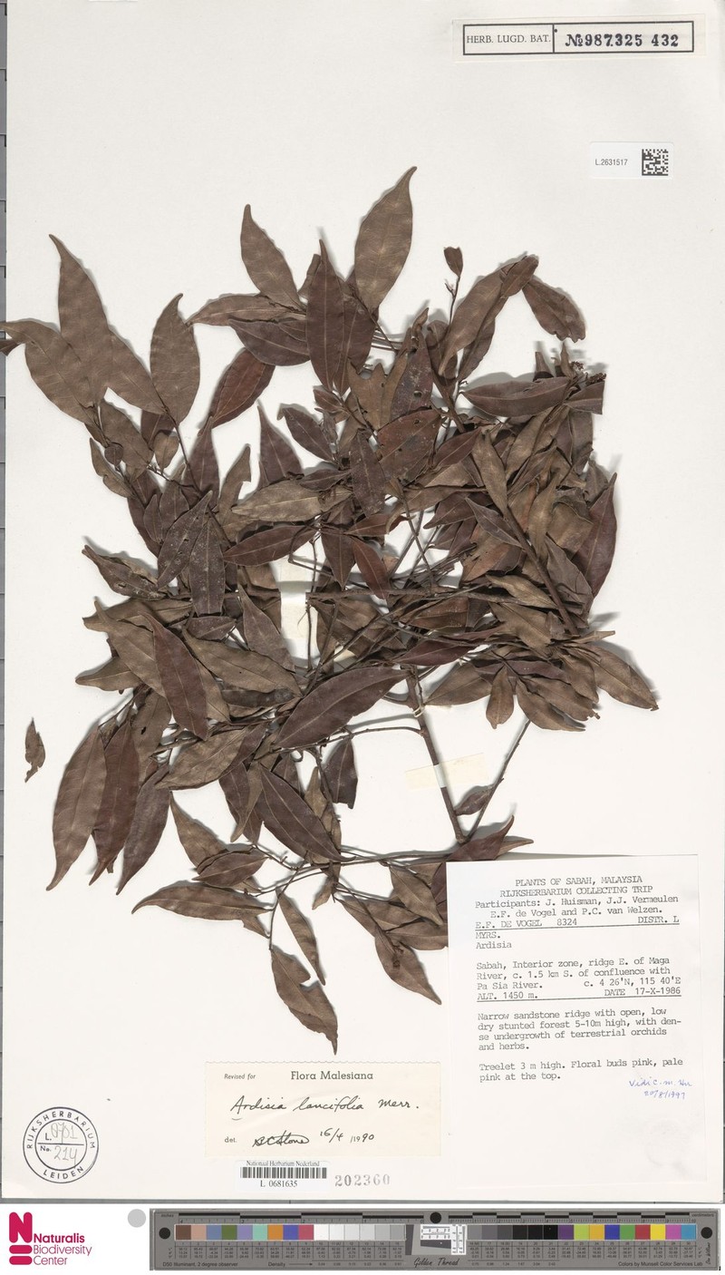 Ardisia lancifolia photo 5