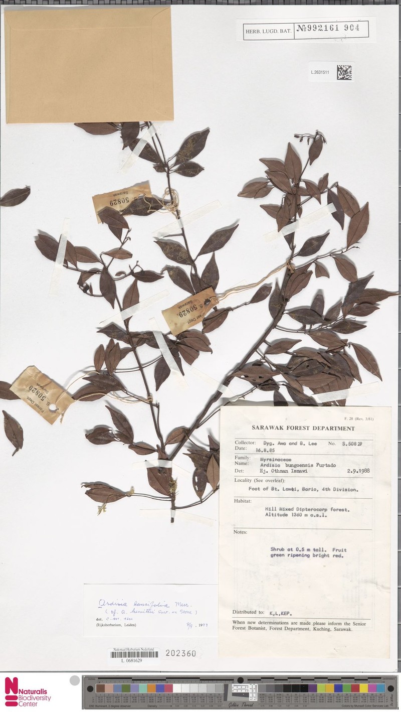 Ardisia lancifolia photo 6
