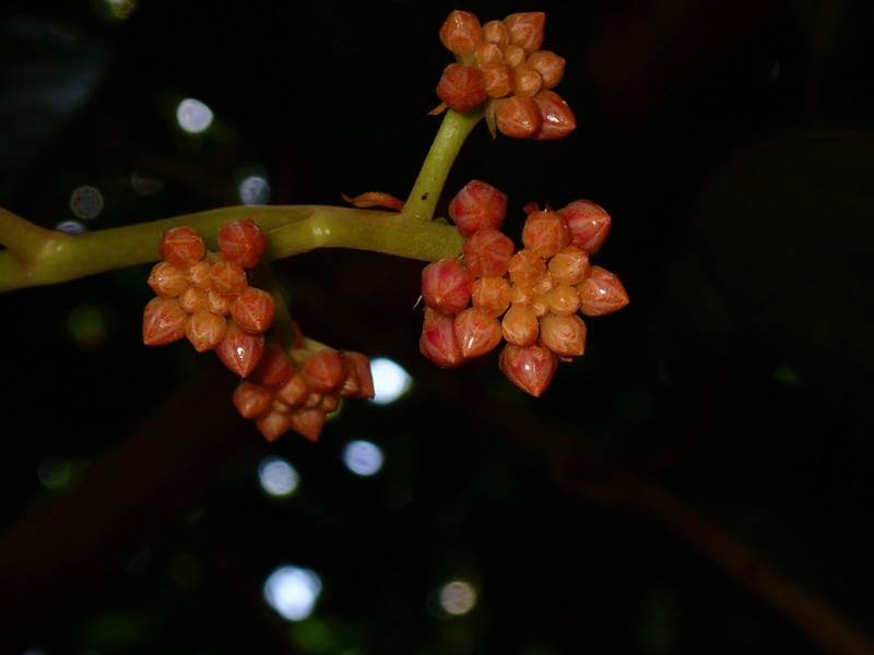 Ardisia lankaensis photo 2