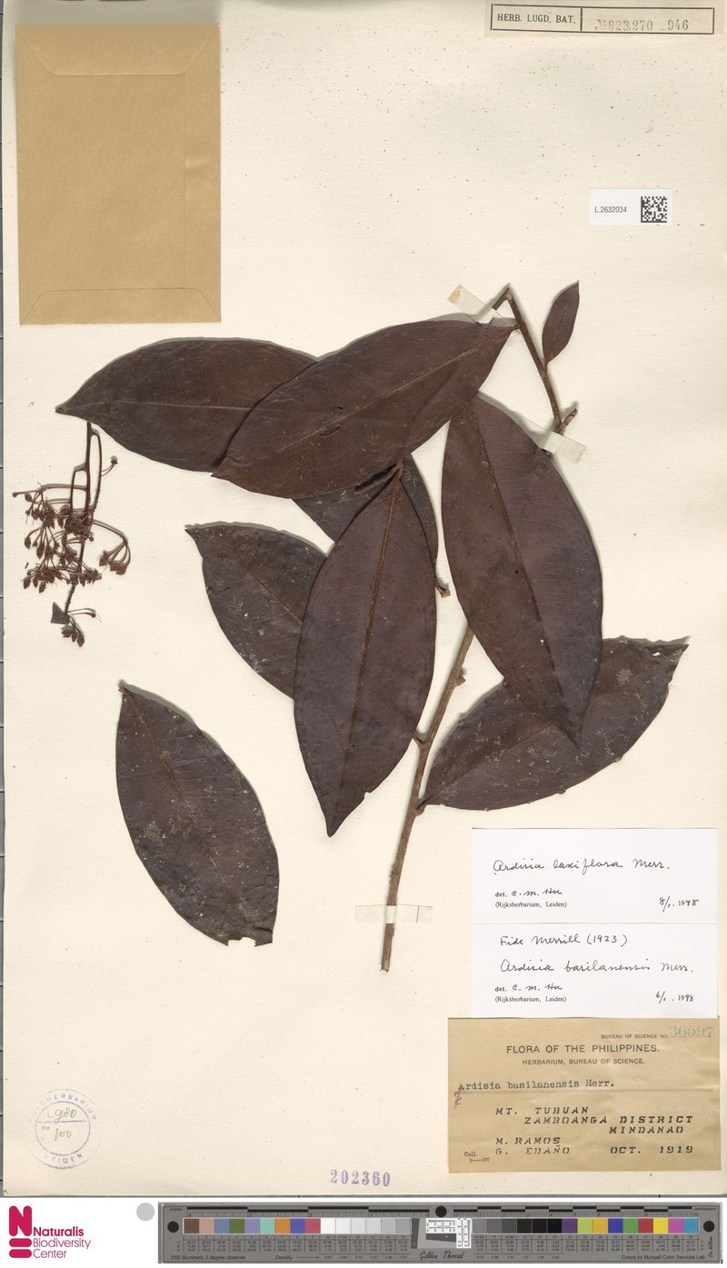 Ardisia laxiflora