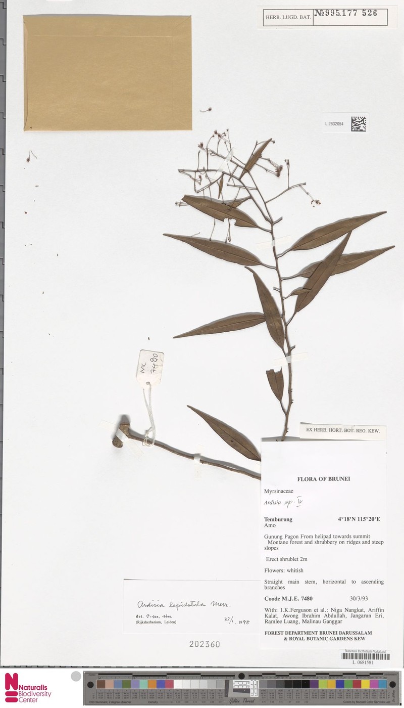 Ardisia lepidotula