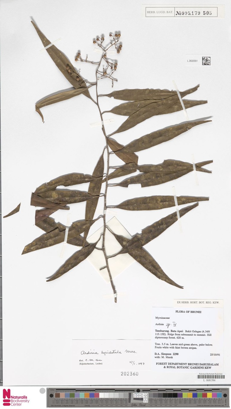 Ardisia lepidotula photo 2