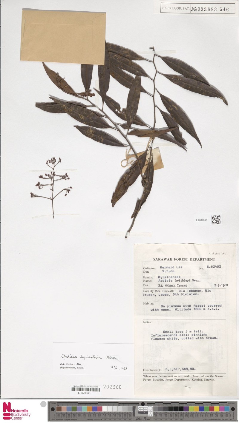 Ardisia lepidotula photo 3