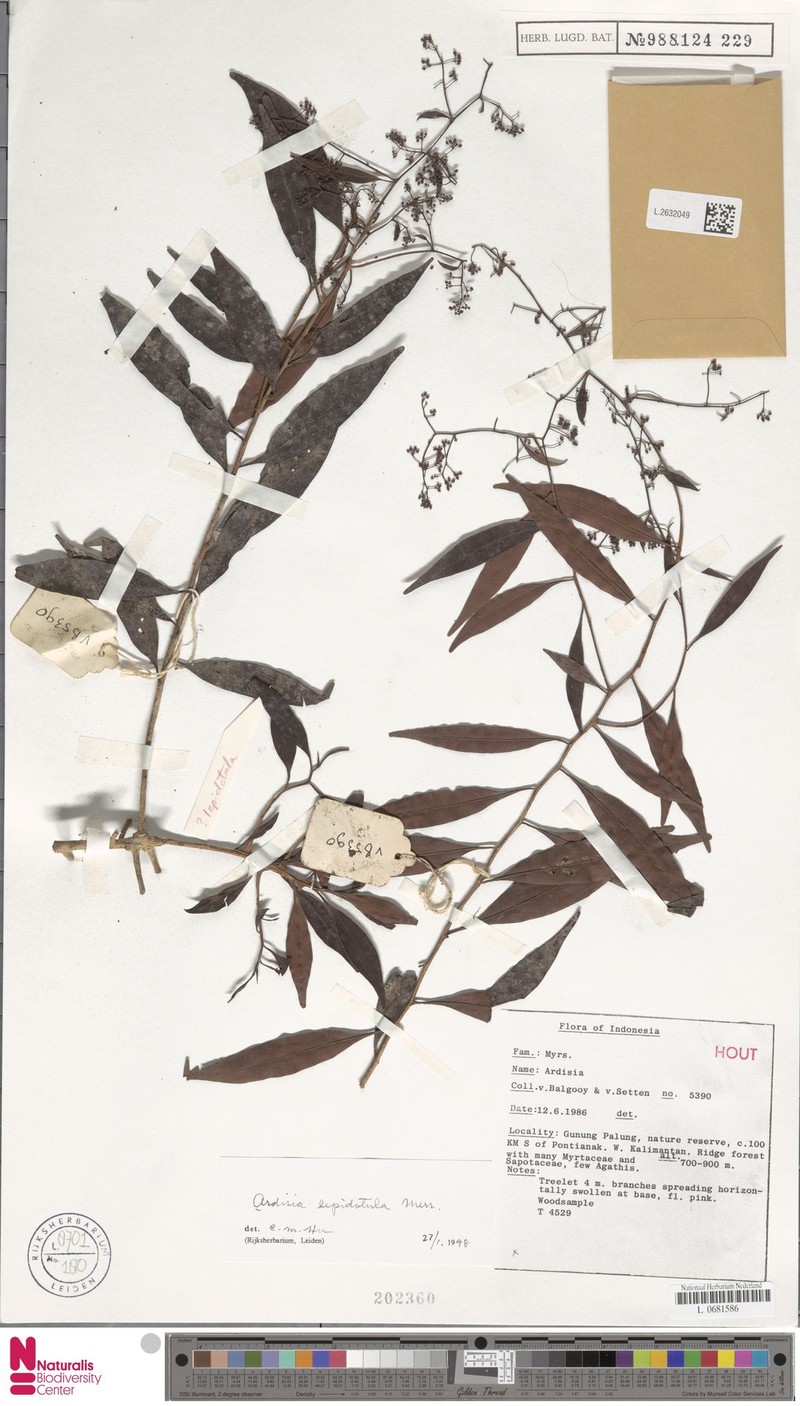 Ardisia lepidotula photo 4