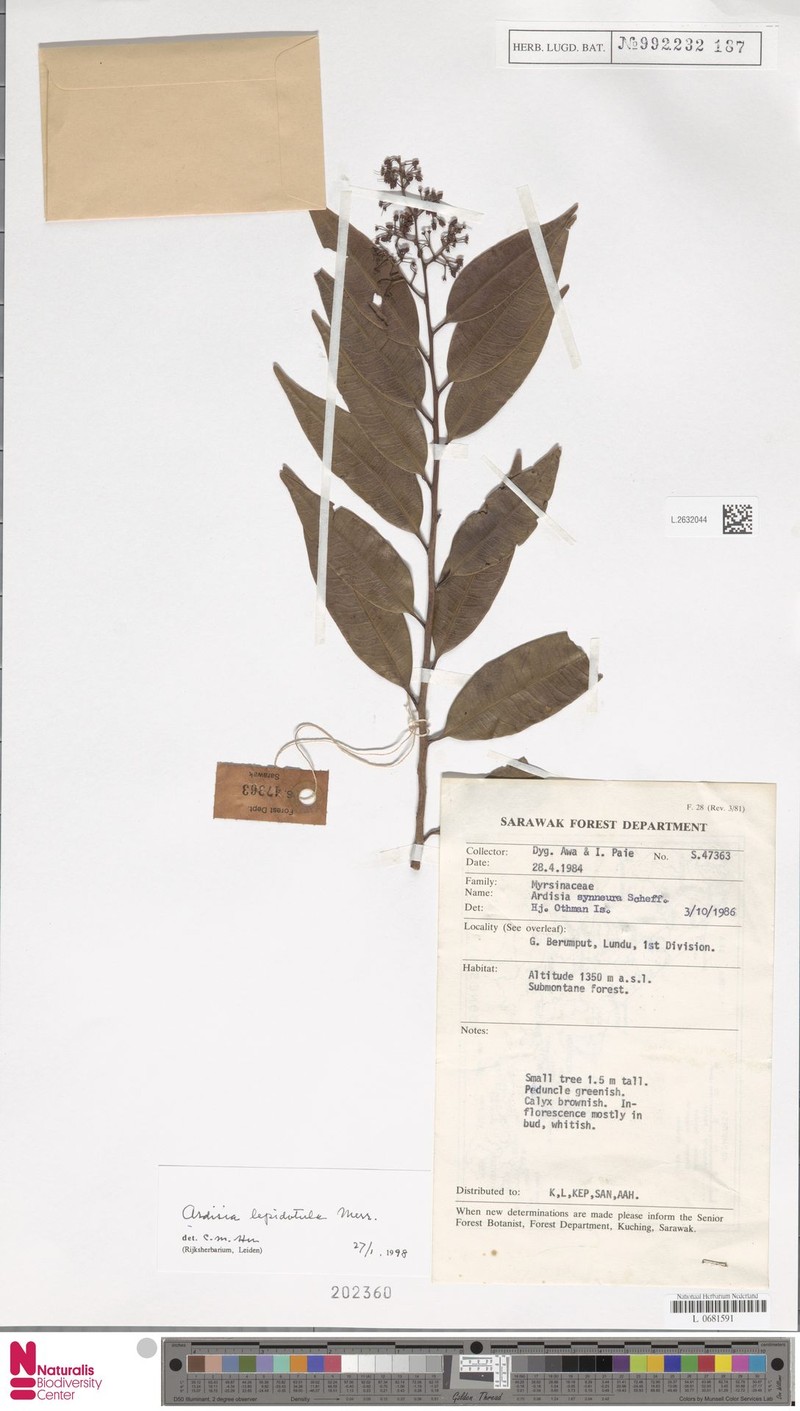 Ardisia lepidotula photo 5
