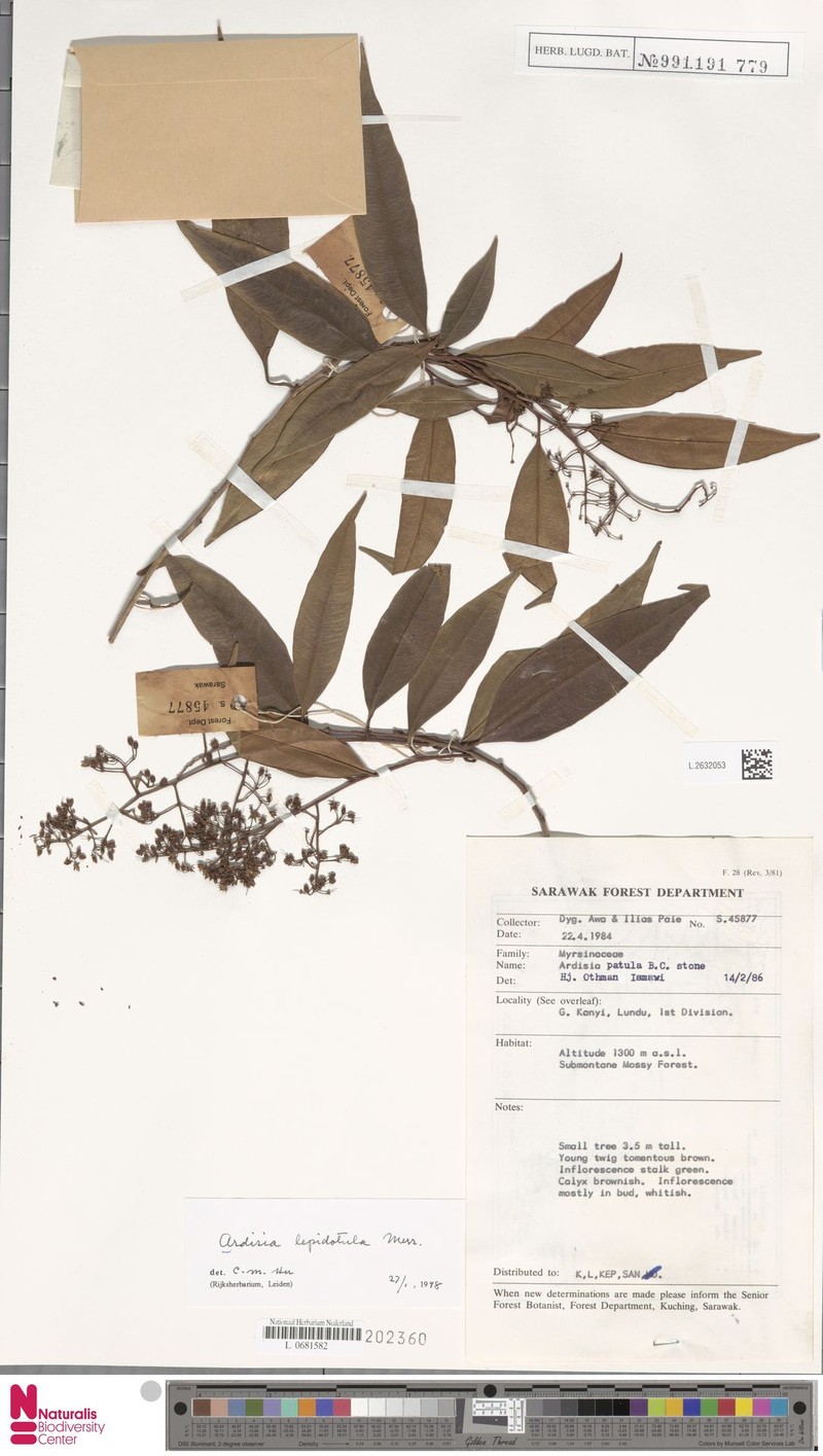 Ardisia lepidotula photo 6