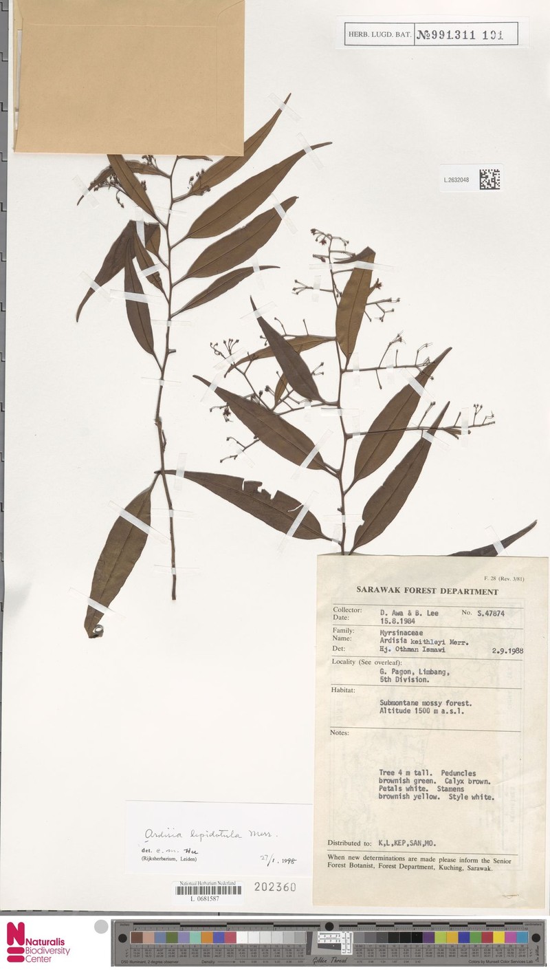 Ardisia lepidotula photo 8