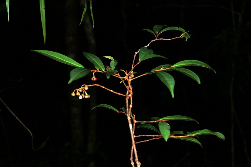 Ardisia leptalea