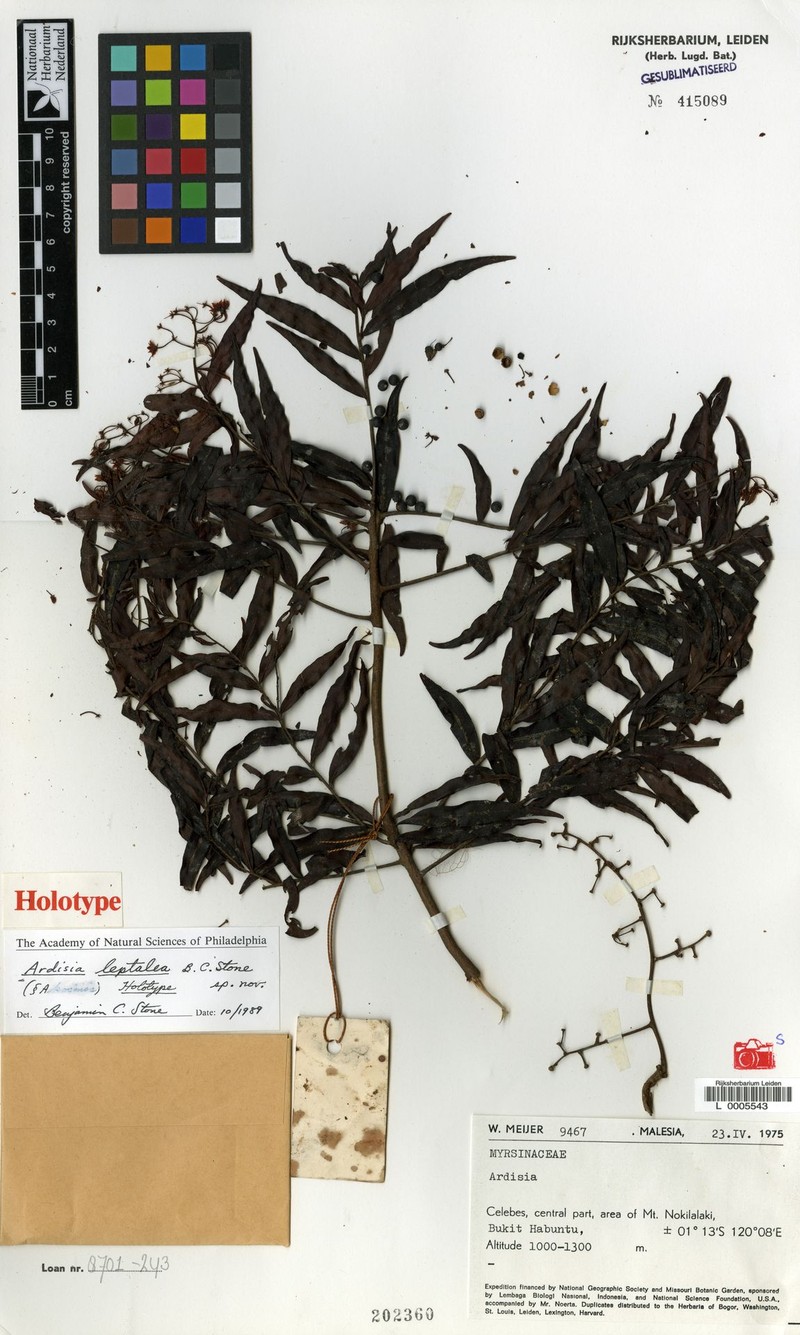 Ardisia leptalea photo 3