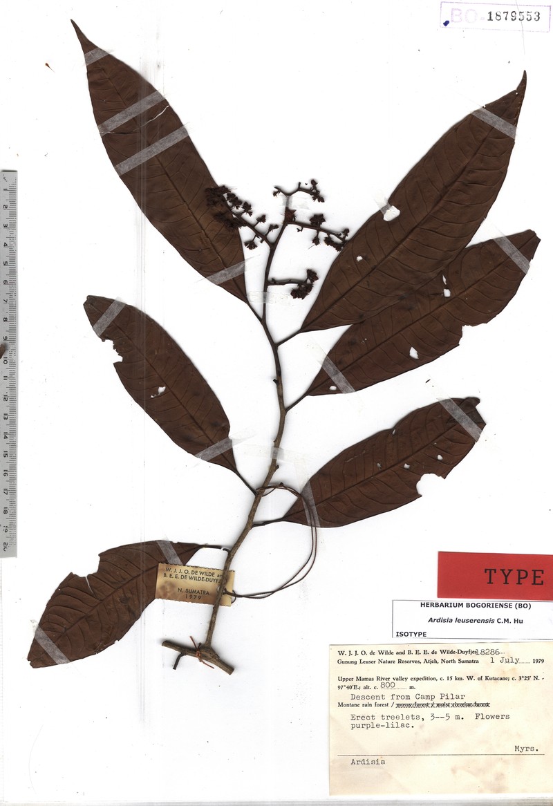Ardisia leuserensis