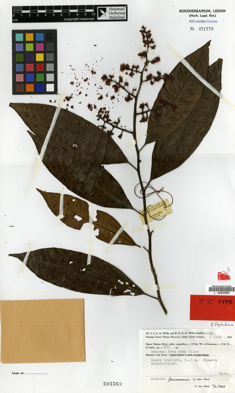 Ardisia leuserensis photo 2