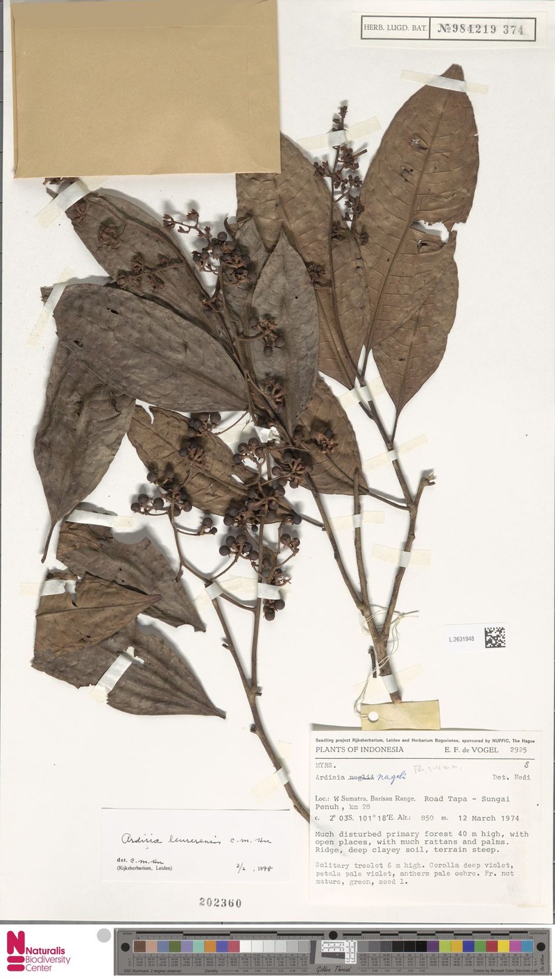 Ardisia leuserensis photo 3
