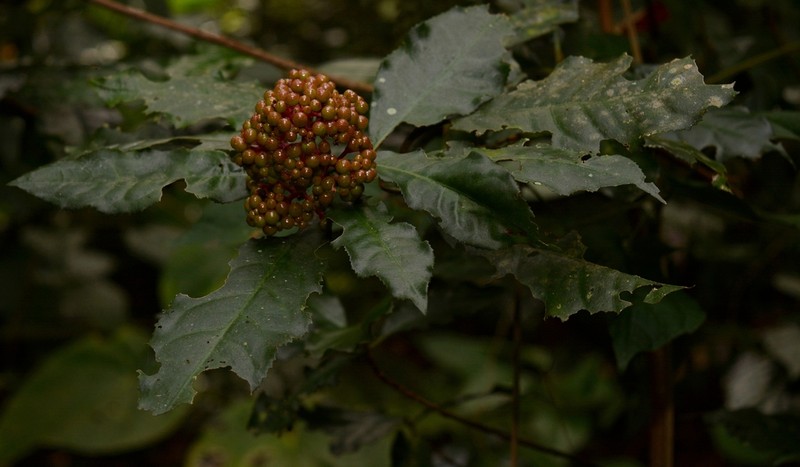Ardisia liebmannii