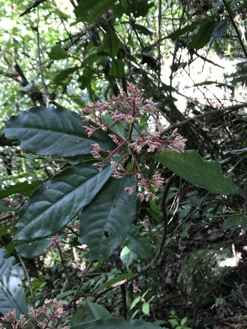 Ardisia liebmannii photo 2