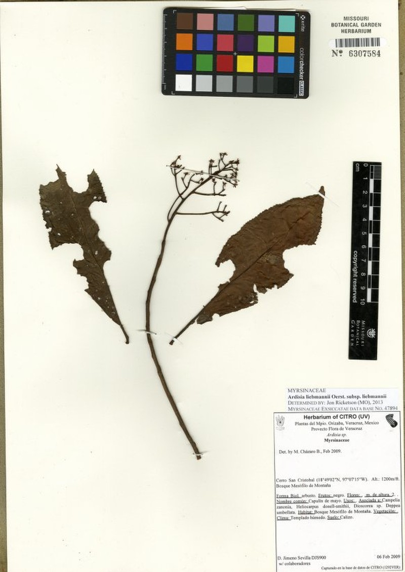 Ardisia liebmannii subsp. liebmannii